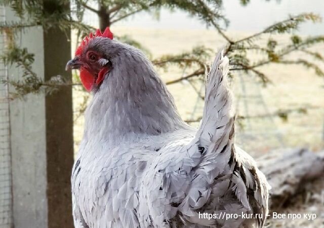 Понос у цыплят: причины, лечение и профилактика