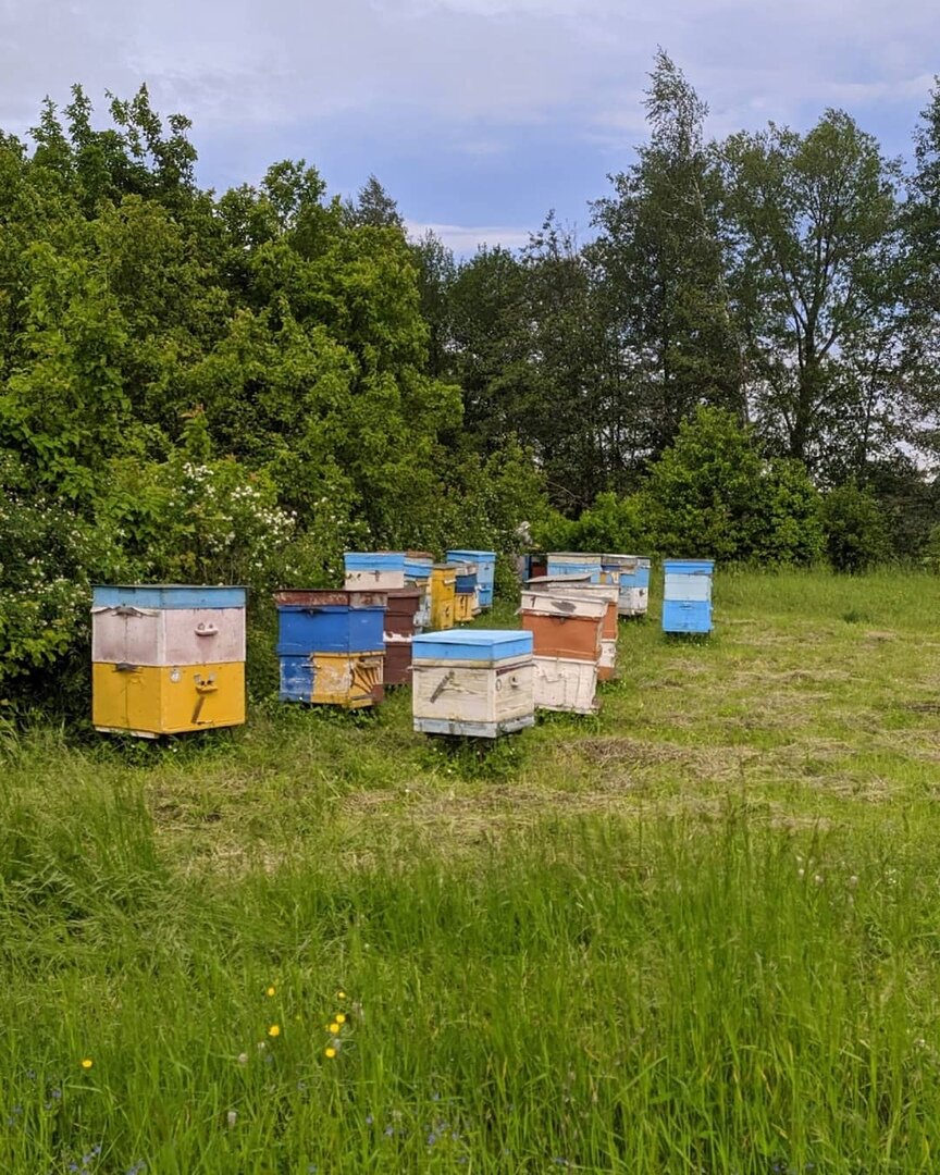 Фото с пасеки