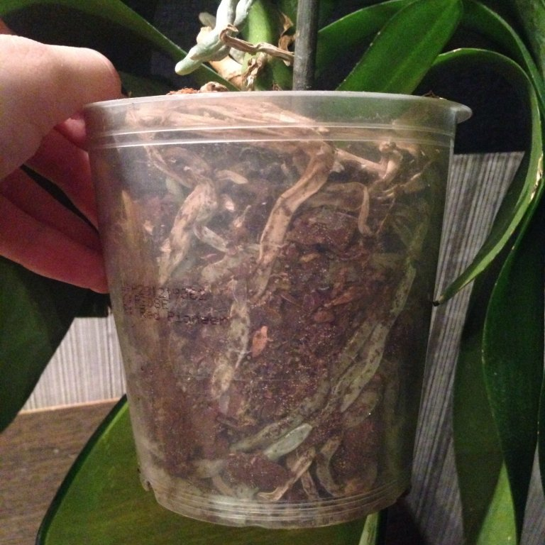 корни плохие, не стОит покупать