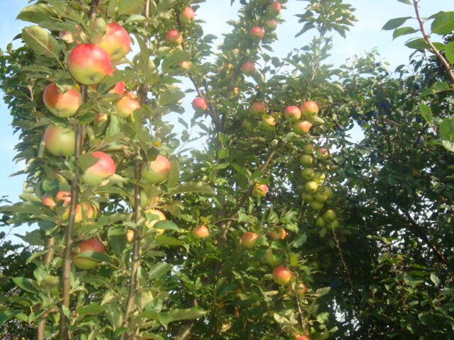 Богатый урожай