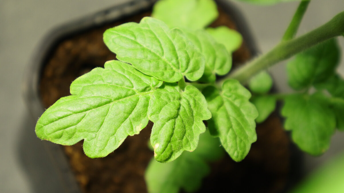 Мои домашние томаты