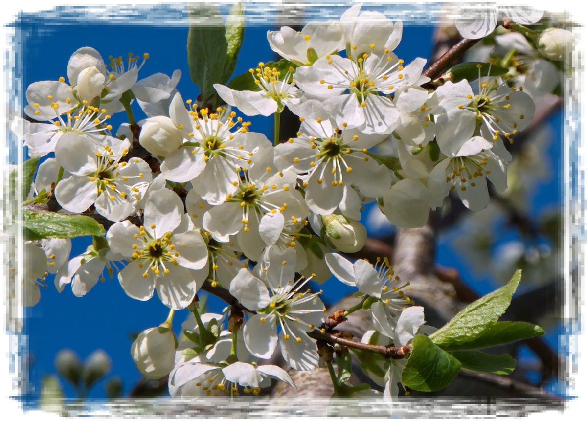 Цветение сливы. Яндекс картинки в свободном доступе.
