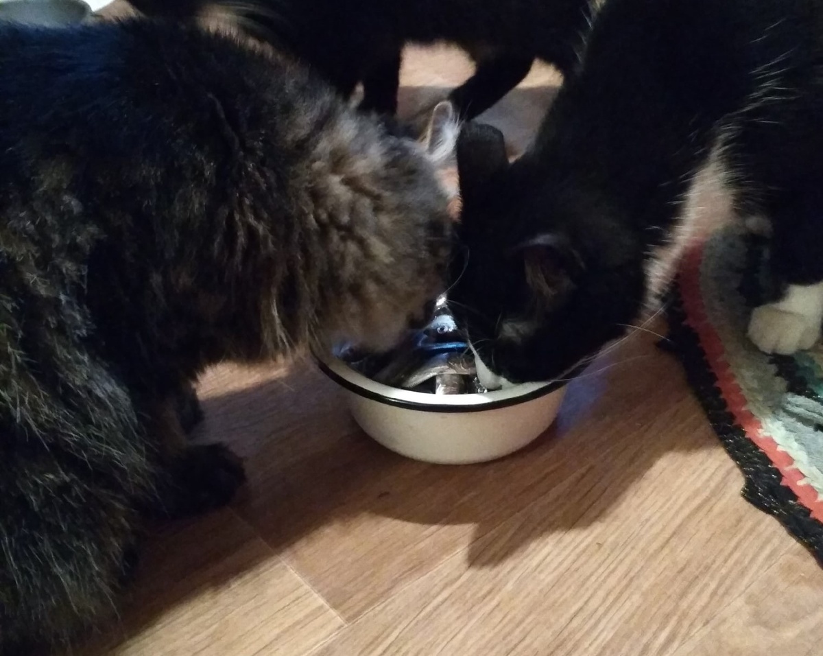 Пока Вася отвлеклась