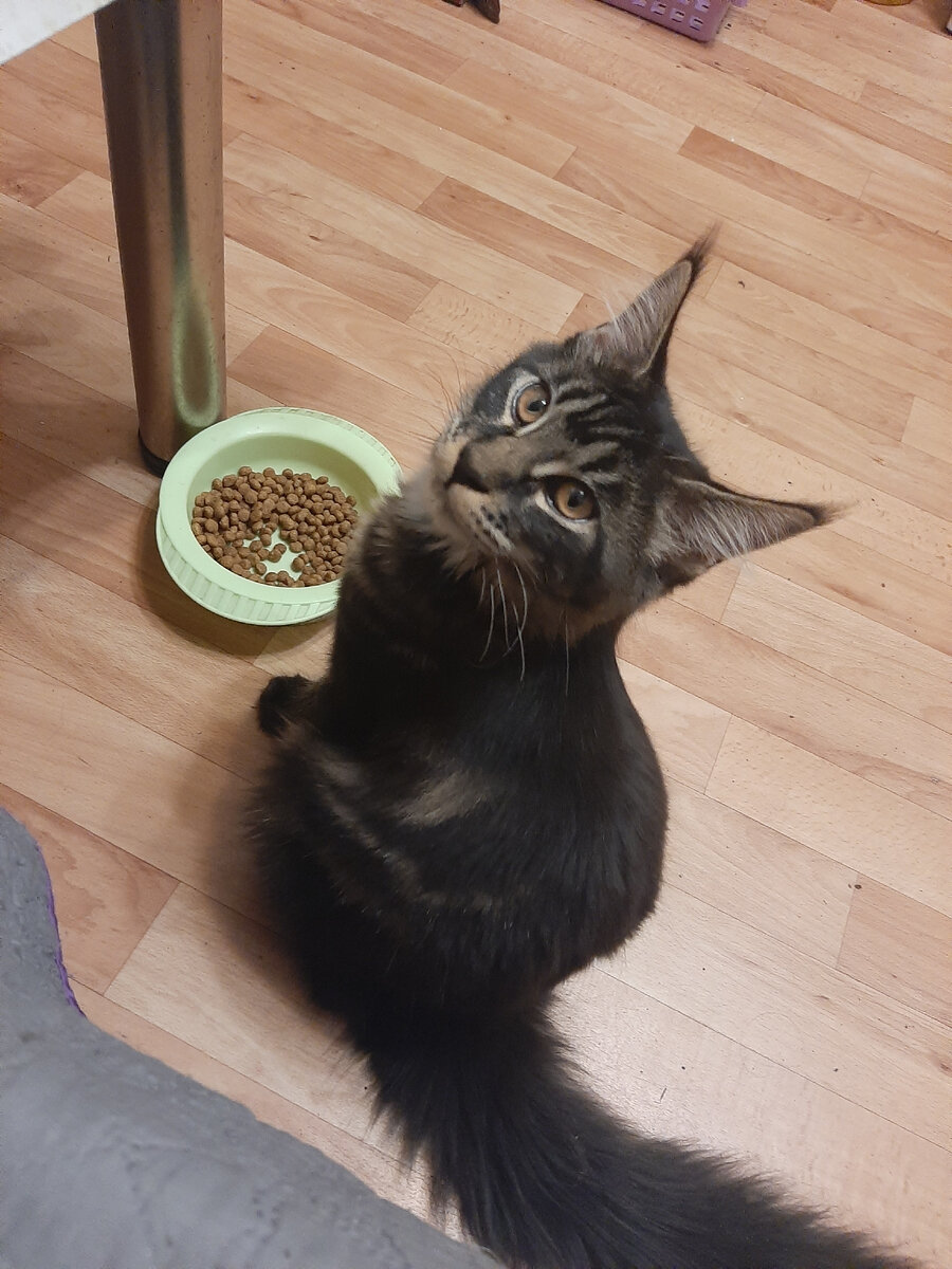 У куна суровая внешность.