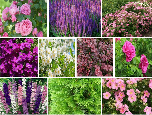 Получился вот такой коллаж 