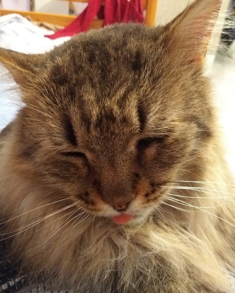 Да, язык у нас половину времени вот так воть))