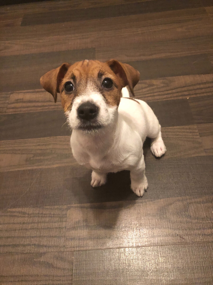 Только пришёл к нам, маленький карапуз