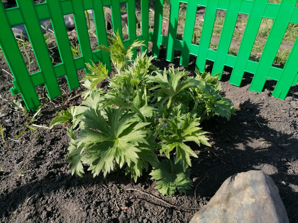 Огородила дельфиниумы, чтобы не затоптать