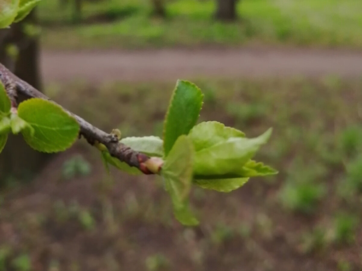 Пробуждающаяся природа в усадебном парке. Фото автора