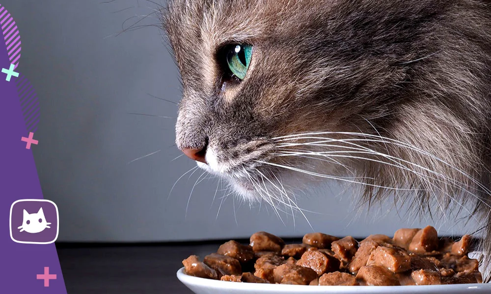 Структура поведения кошек при еде
