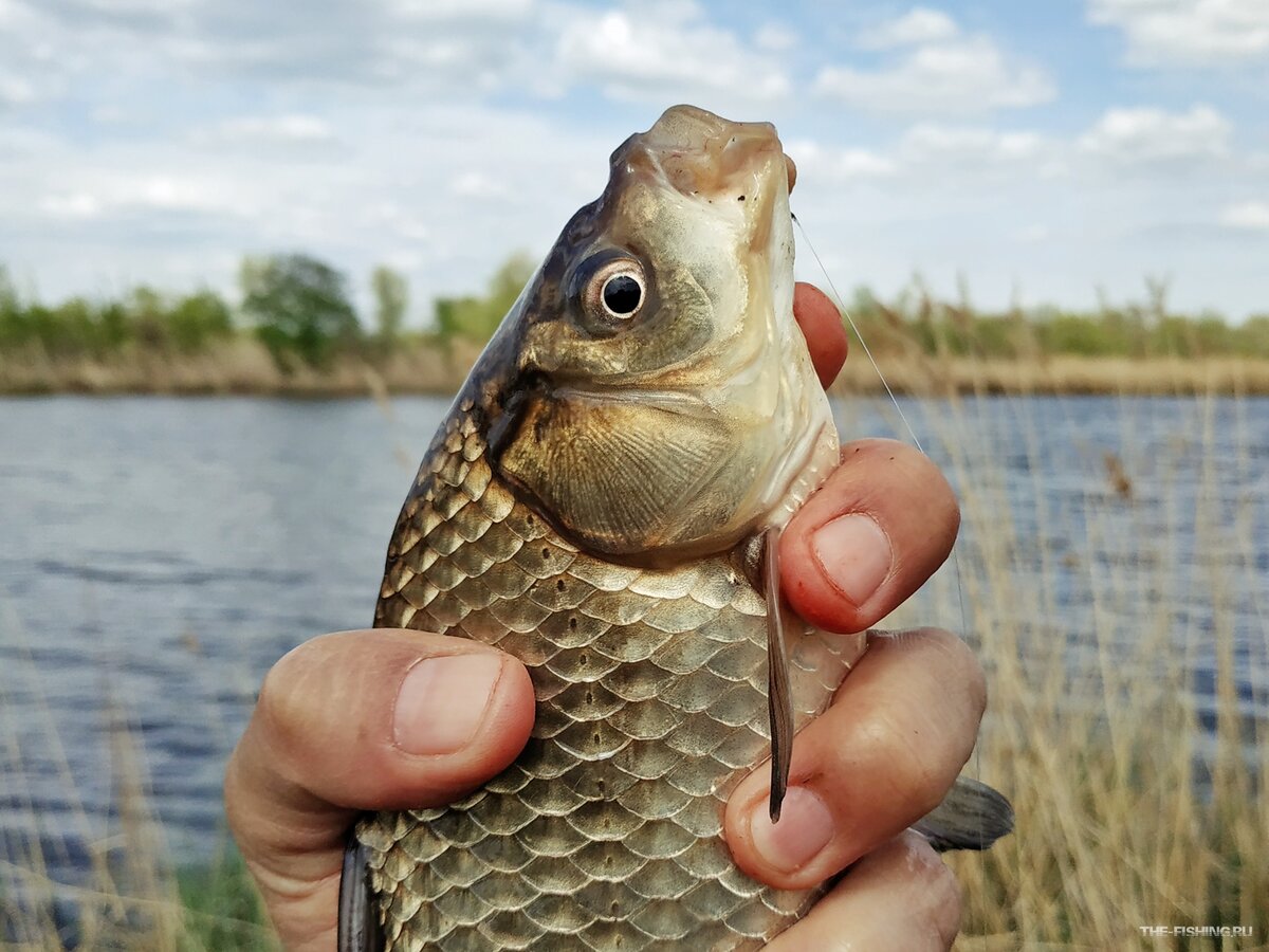 Весенний карась