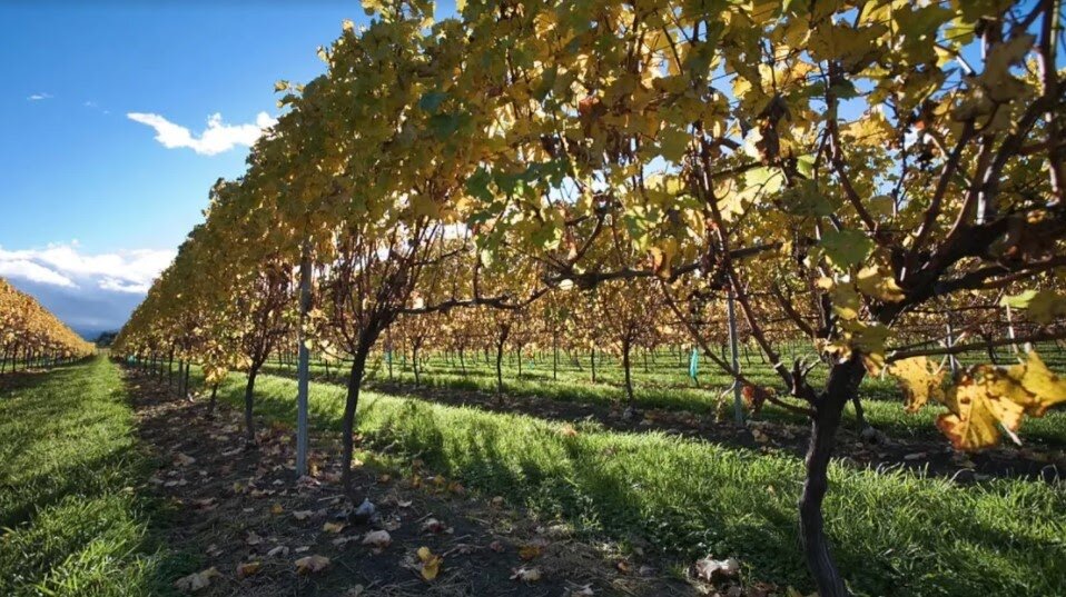 Виноградники солнечного региона Италия для производства вина Trebbiano d’Abruzzo. Gran Sasso