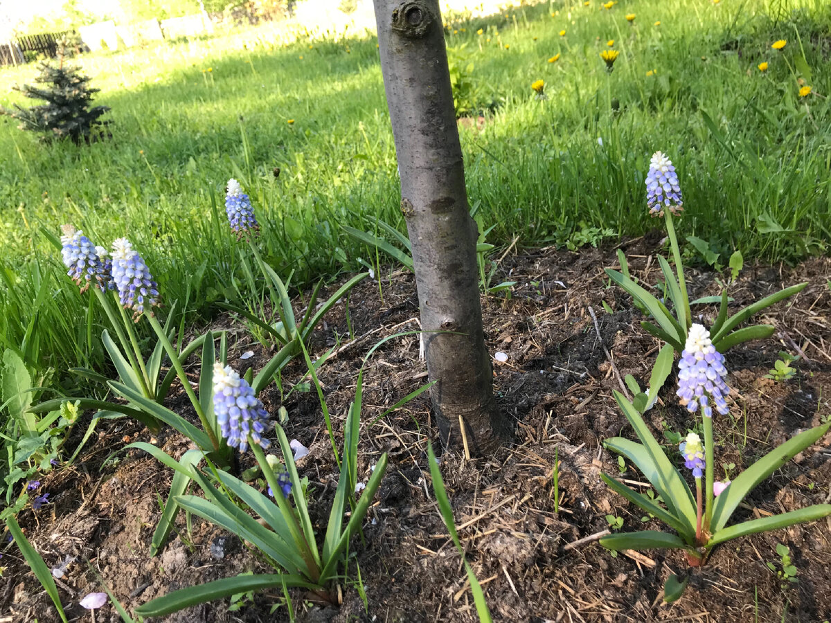 Мускари Mount Lady
