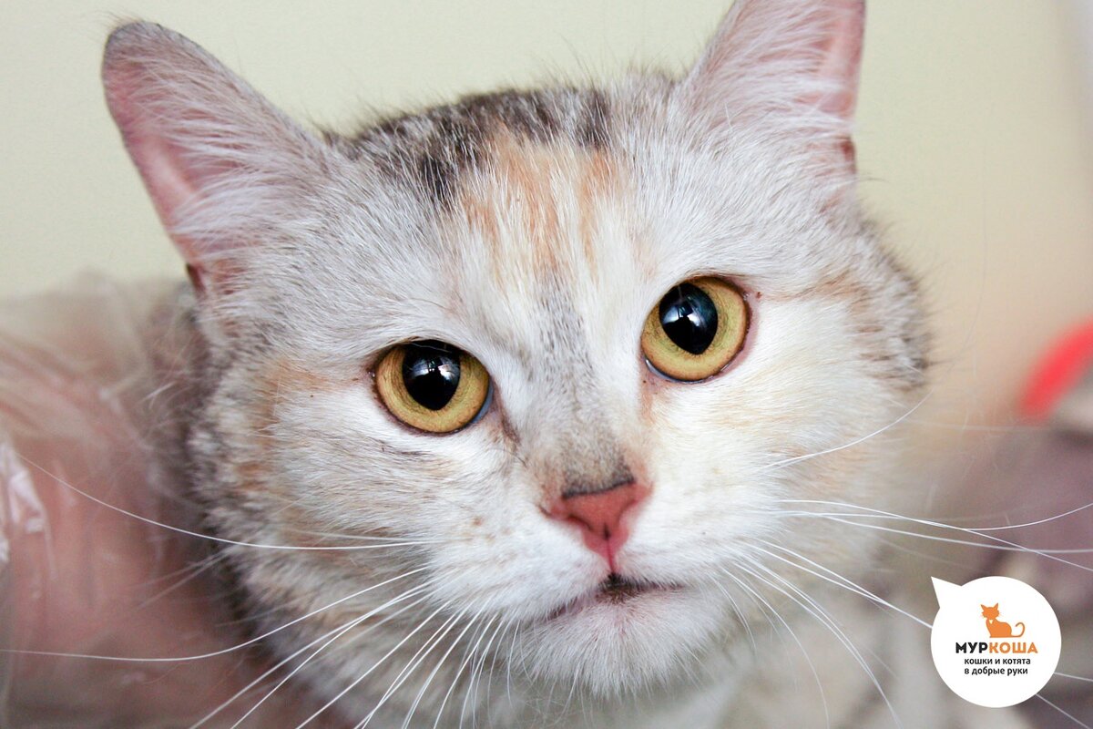 Розовый чудо-нос