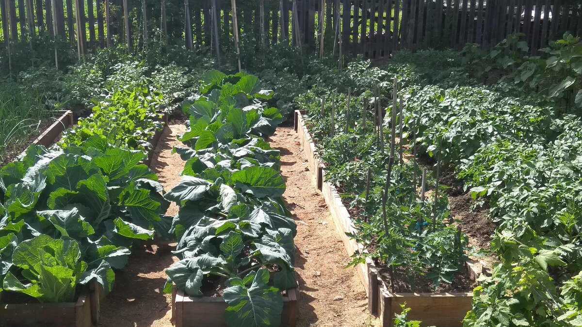 Все отлично растет