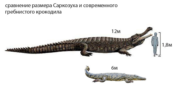 Накормить "такое" одной зебры не хватит