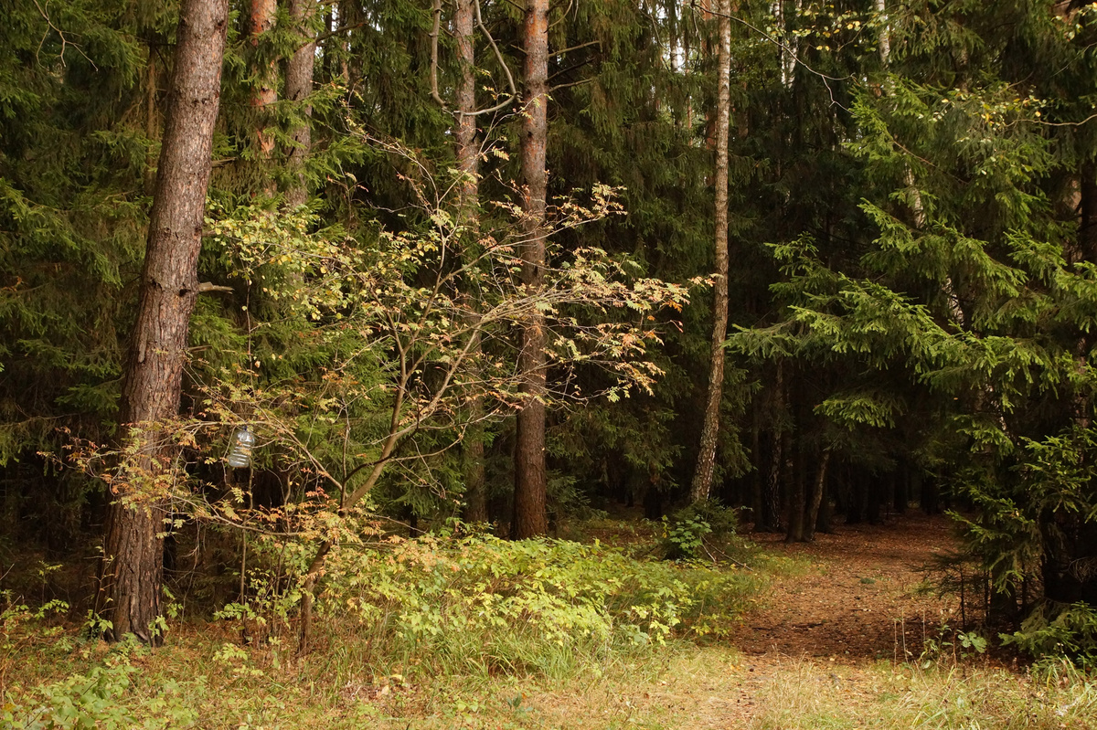 Осенний лес . фото из открытых источников