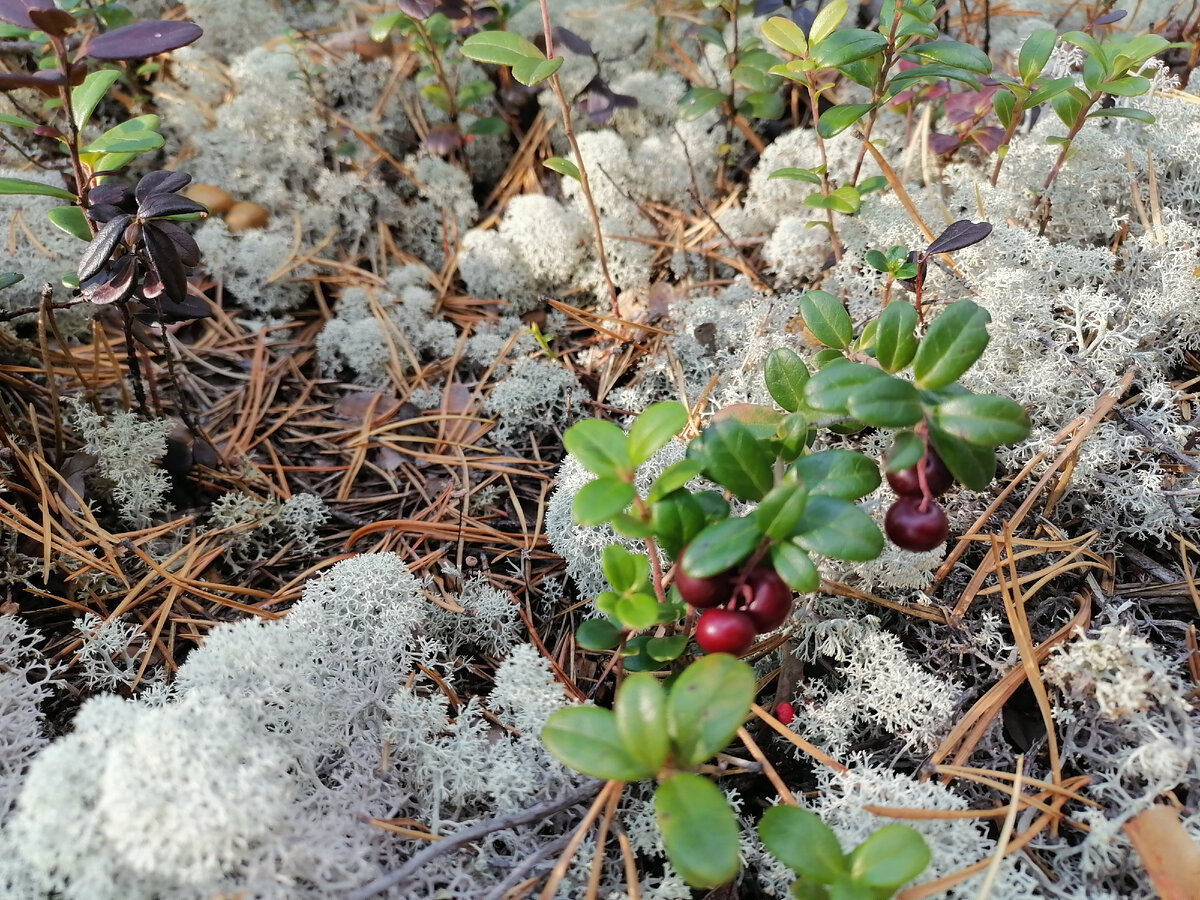 Это так, только два кустика в ягеле