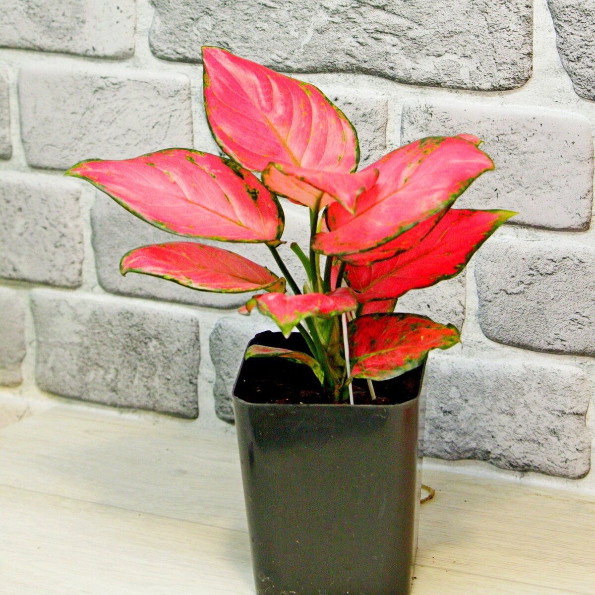 Аглаонема розовая мини (Тай). Такая она сейчас. Фото автора