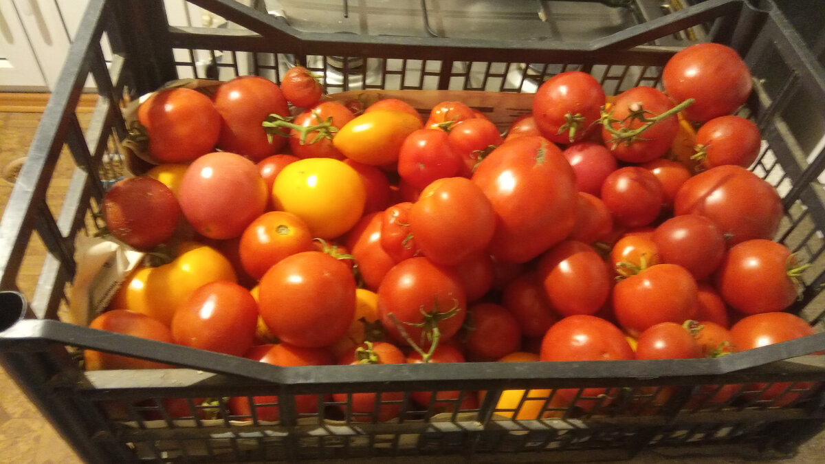 Вот он мой урожай томатов, и этот ящичек не единственный