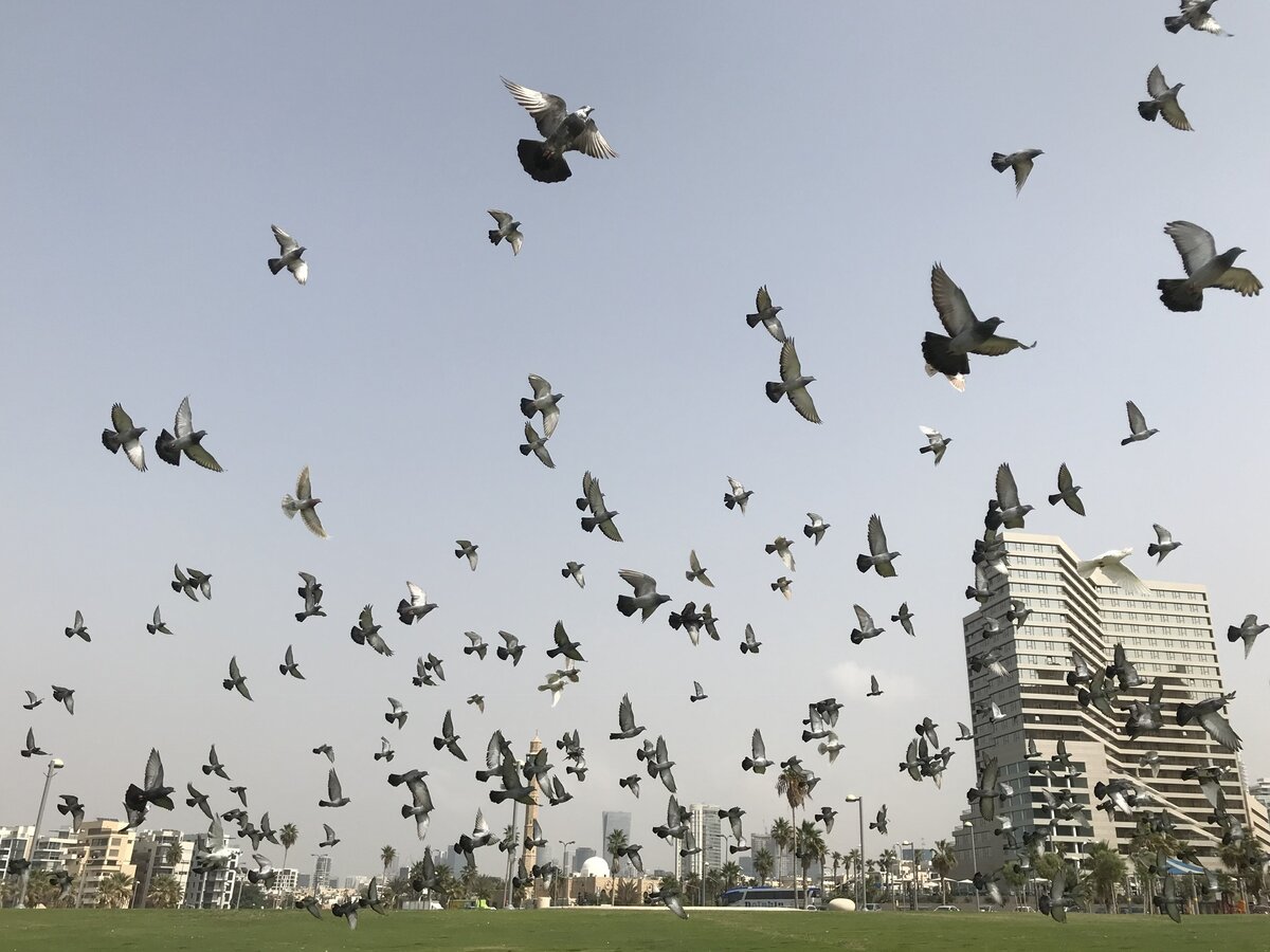 Прекрасный Тель-Авив, где мы познакомились с израильской процедурой голосования