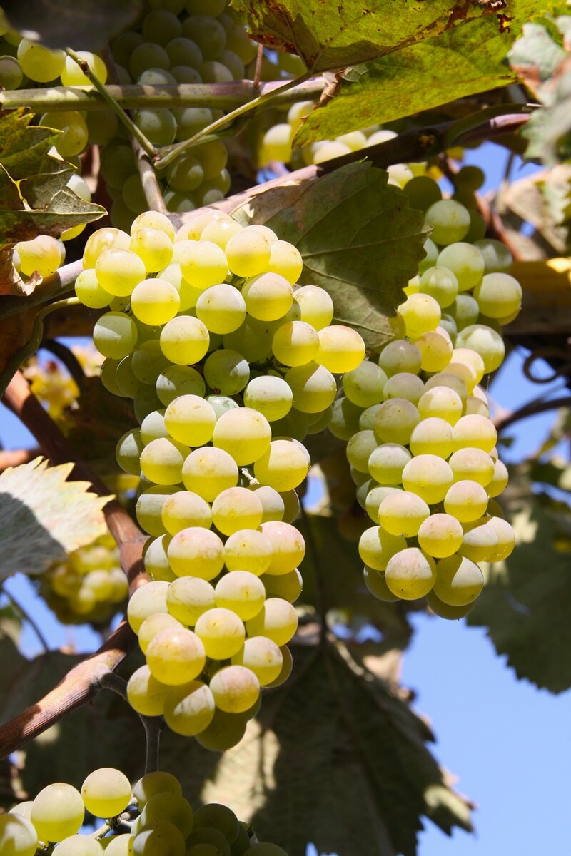 Если у вас в саду растет виноград, почему бы самому не сделать из него вино?