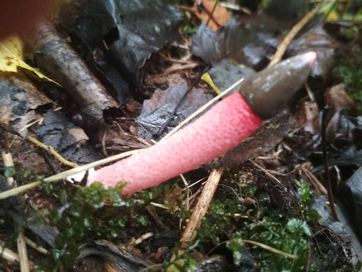 "Сморчок Вонючий" или (Mutinus ravenelii) 