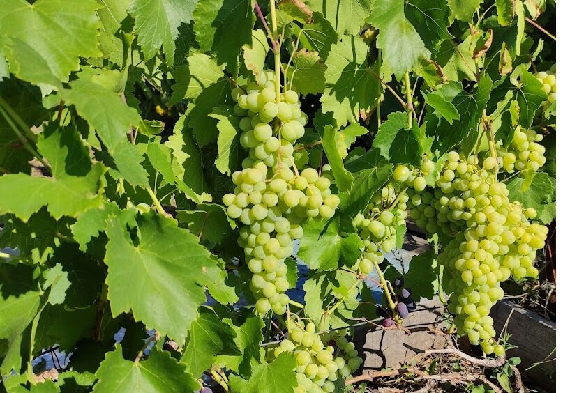 Виноград самарский фото Виноградный куст на беседке - надо ли снимать на зиму для укрытия Самарский вино