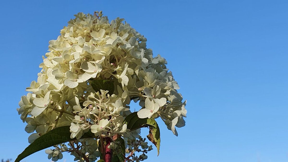 Шугар Раш. 3 октября