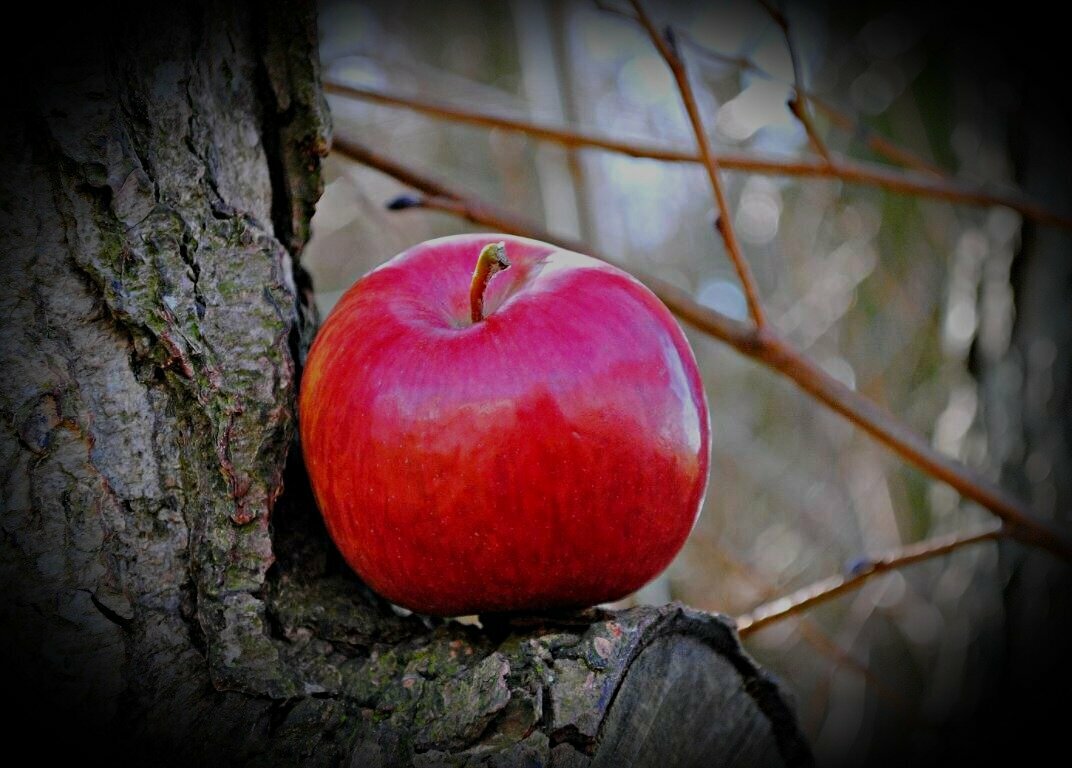 Добавьте описание