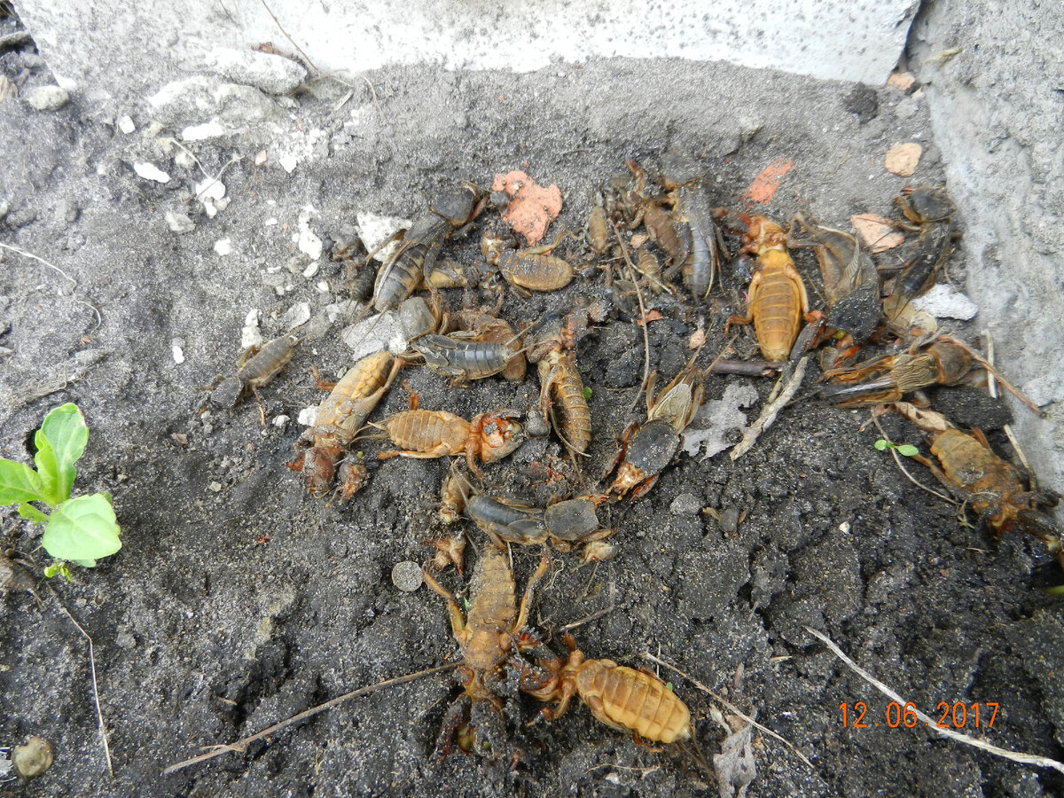 Погонял медведку мыльной водой