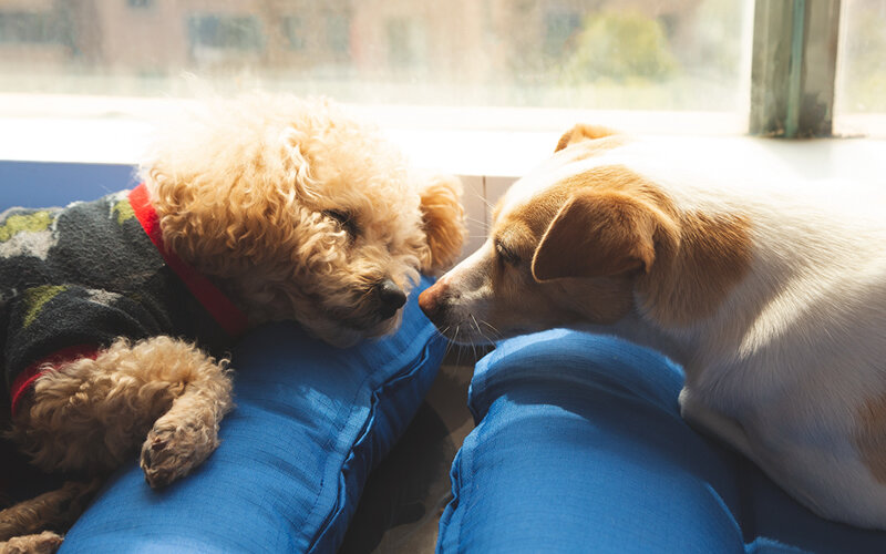Многие всерьез полагают, что собаке, переживающей из-за ухода человека, нужна компания. Фото wangxiaoye/Pixabay 