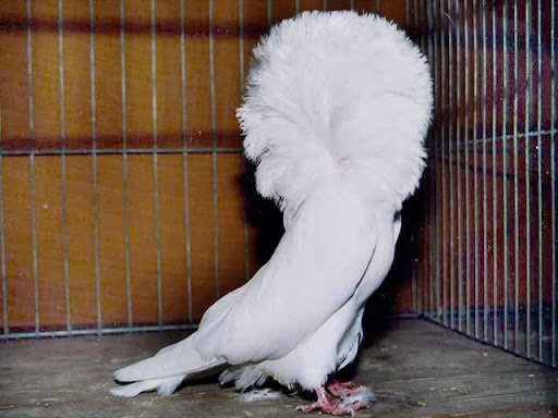 белый Якобин