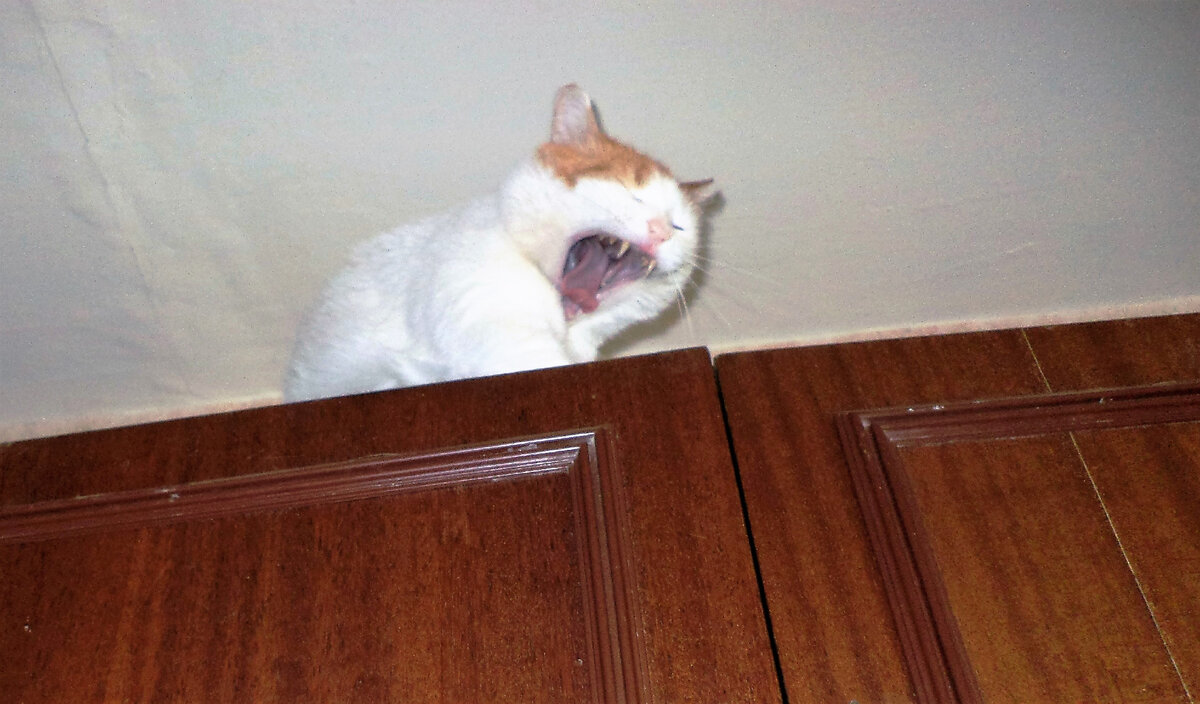 Как музыкант, Алька набирает высоту)