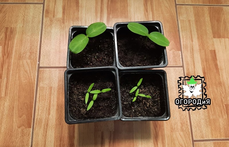 Комнатные огурцы и баклажаны