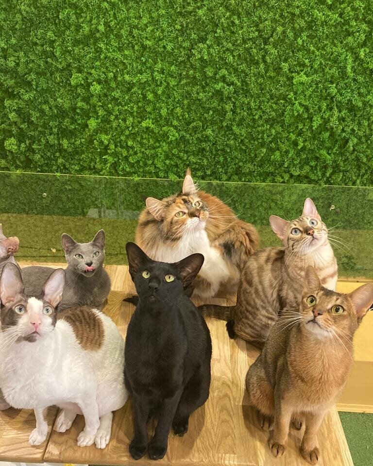 пушистые обитатели "Кот на дереве"