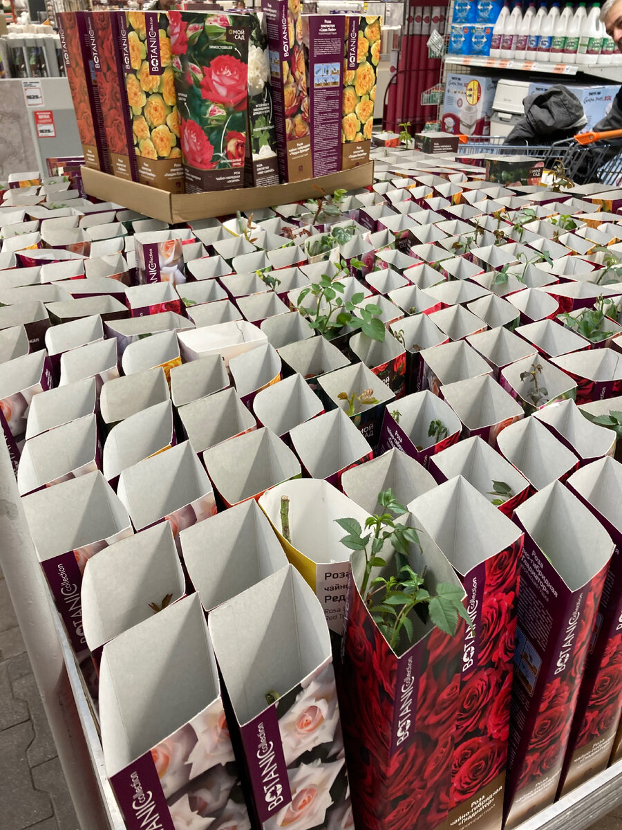 Черенки роз в Оби