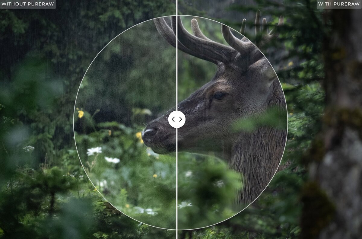 DxO PureRAW 2 обещает более резкие изображение с менее выраженным шумом, как на этой фотографии. ( Фото — Neil Villard)