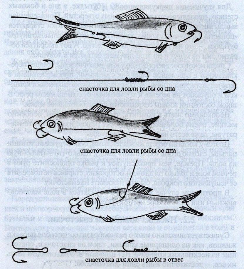 Как ловить щуку на живца. Методы крепления живца на щуку. Способы насаживания живца. Оснастка для ловли хищника на живца. Снасточка для живец на судака.