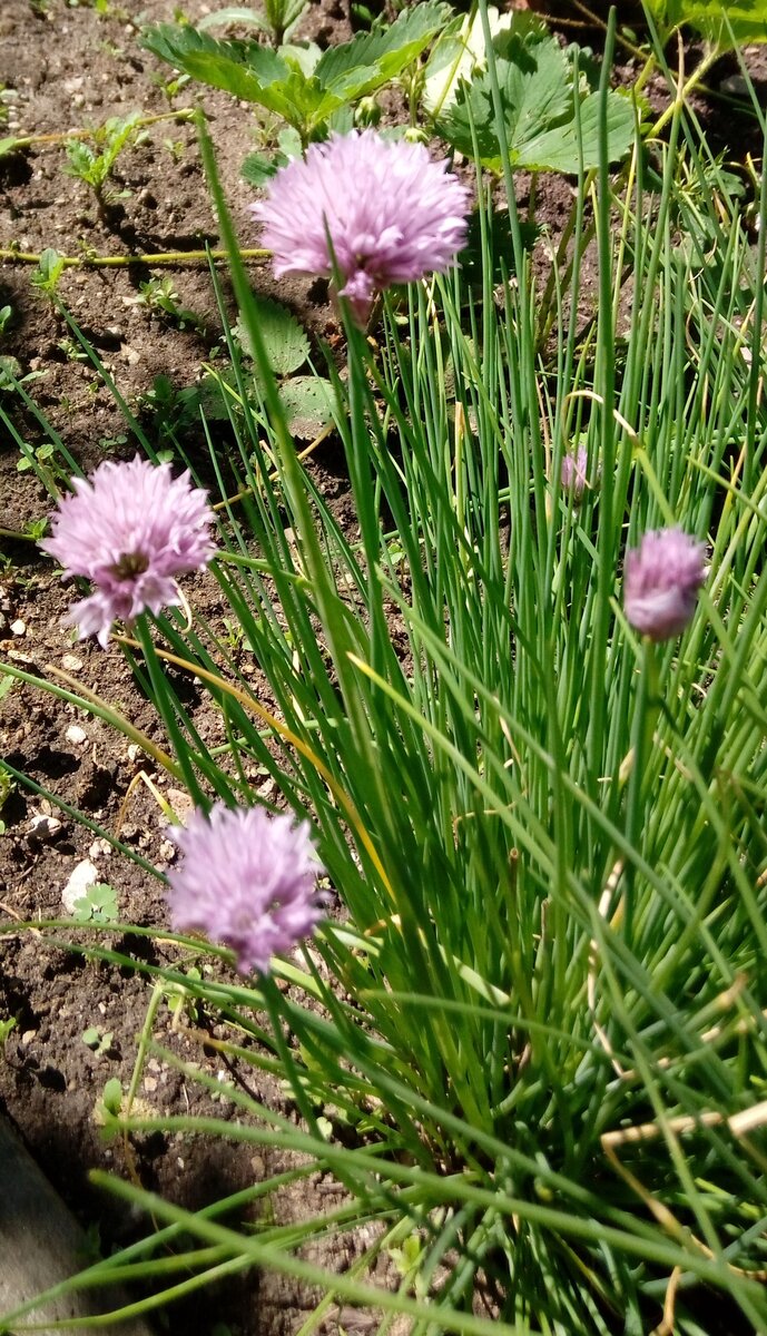 Лук Шнитт или Лук скорода — A. schoenoprasum. Фото друзей канала