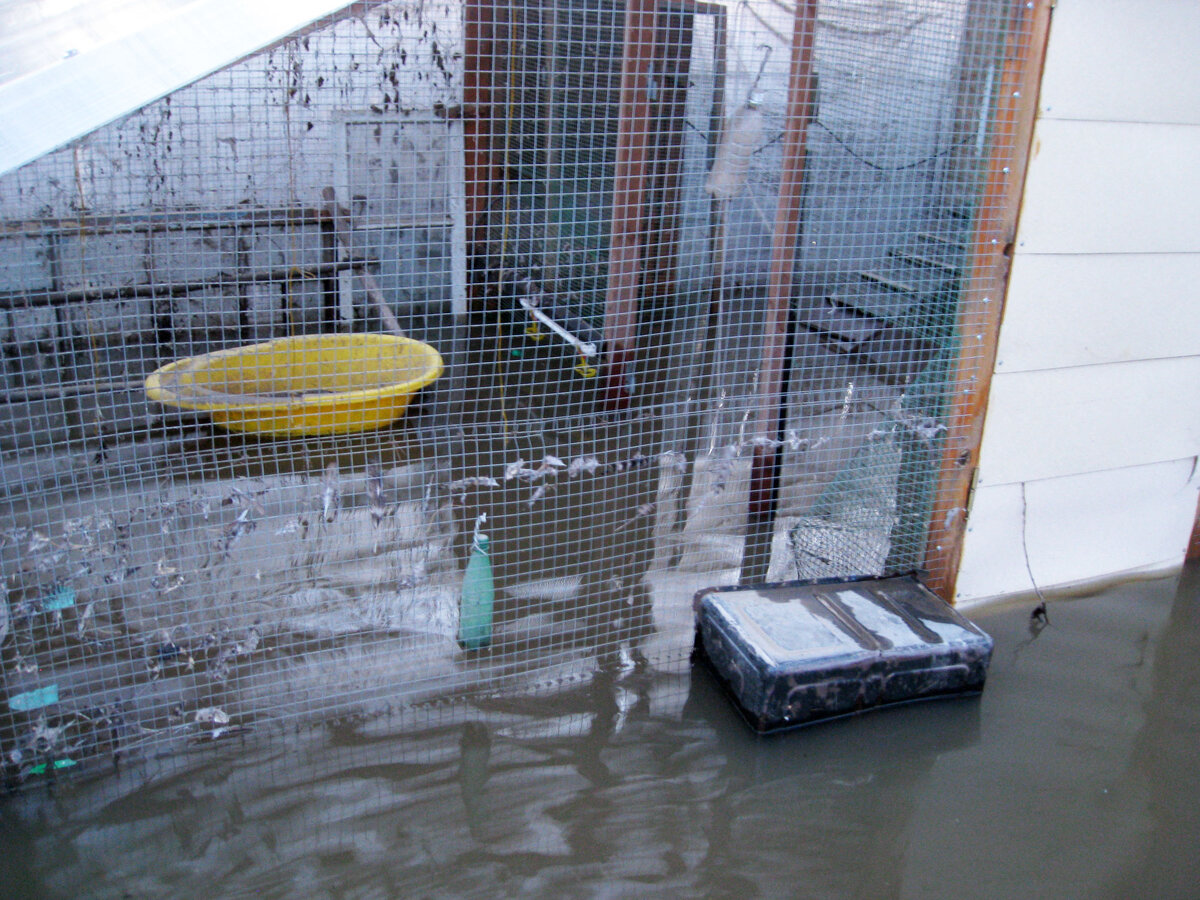 Крытый выгул. Не скоро курам придется погулять. По перьям на сетке видно, где была вода