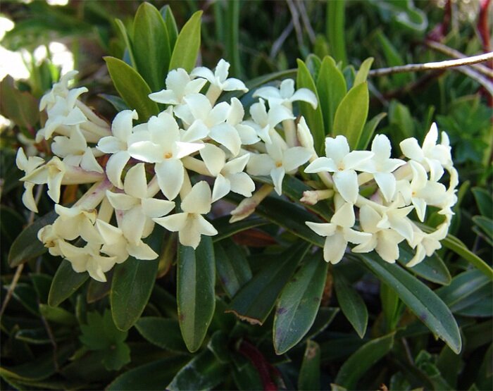 Волчеягодник скученный (Daphne glomerata) https://vasily-sergeev.livejournal.com