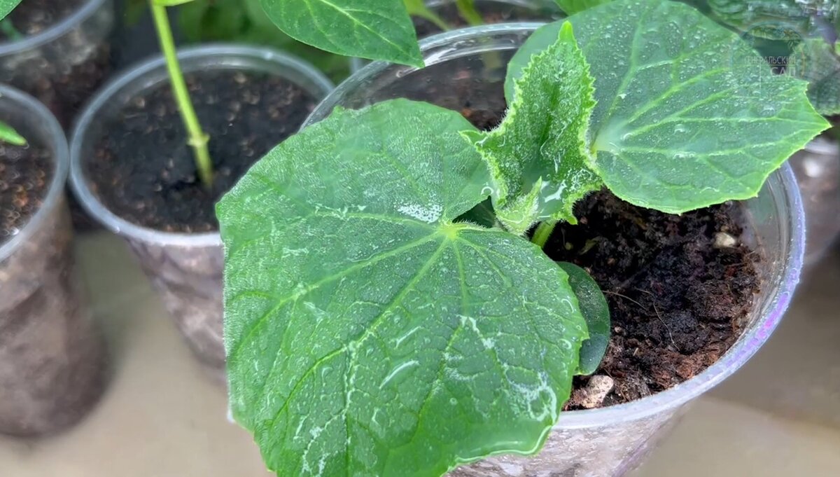 Spray the leaves with milk fertilizer