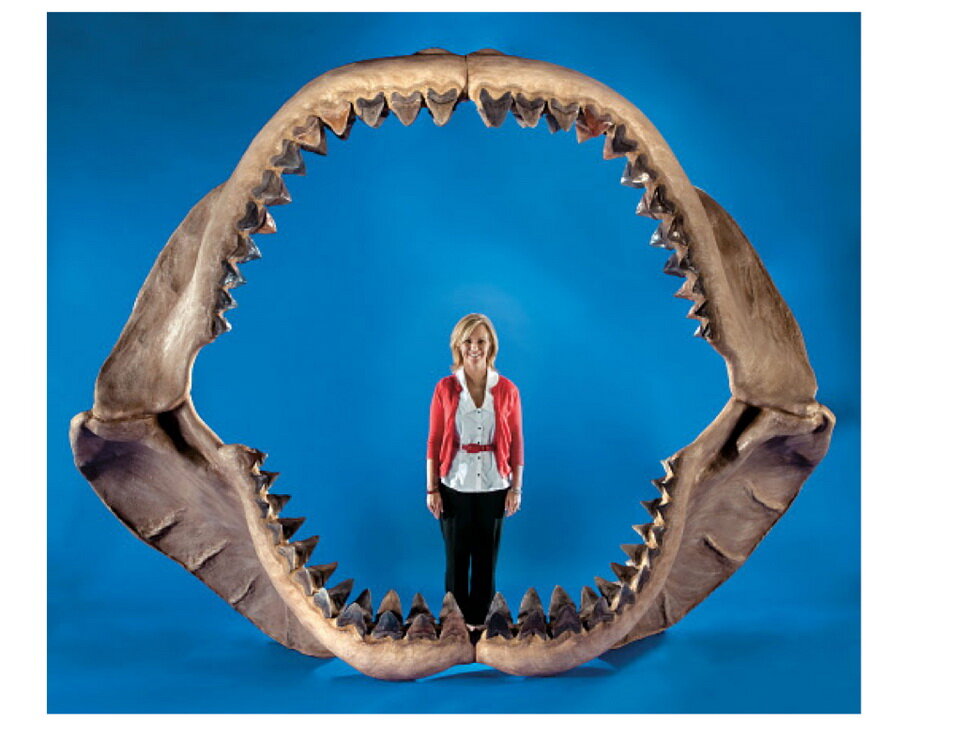 Воссозданная пасть Мегалодона. Зубы настоящие