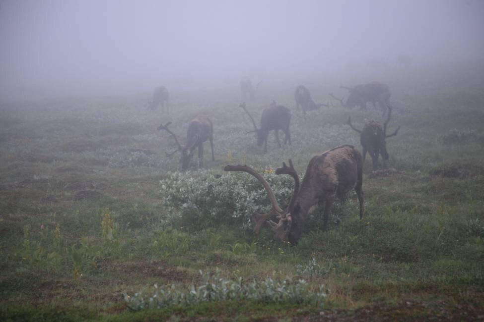 Стойбище оленеводов в НАО. Автор фото Николай Гернет, GeoPhoto.ru 