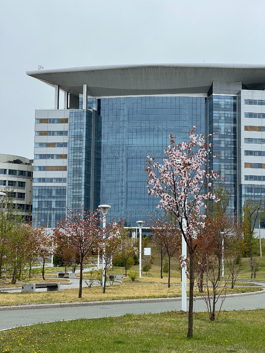 Цветет сакура, которую привезли из Японии.