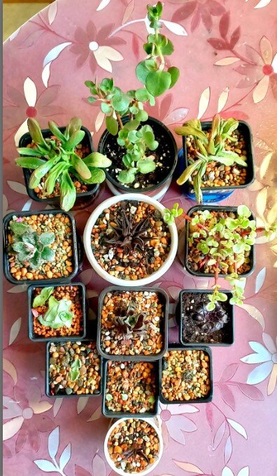 На фото все мои приобретённые недавно суккуленты