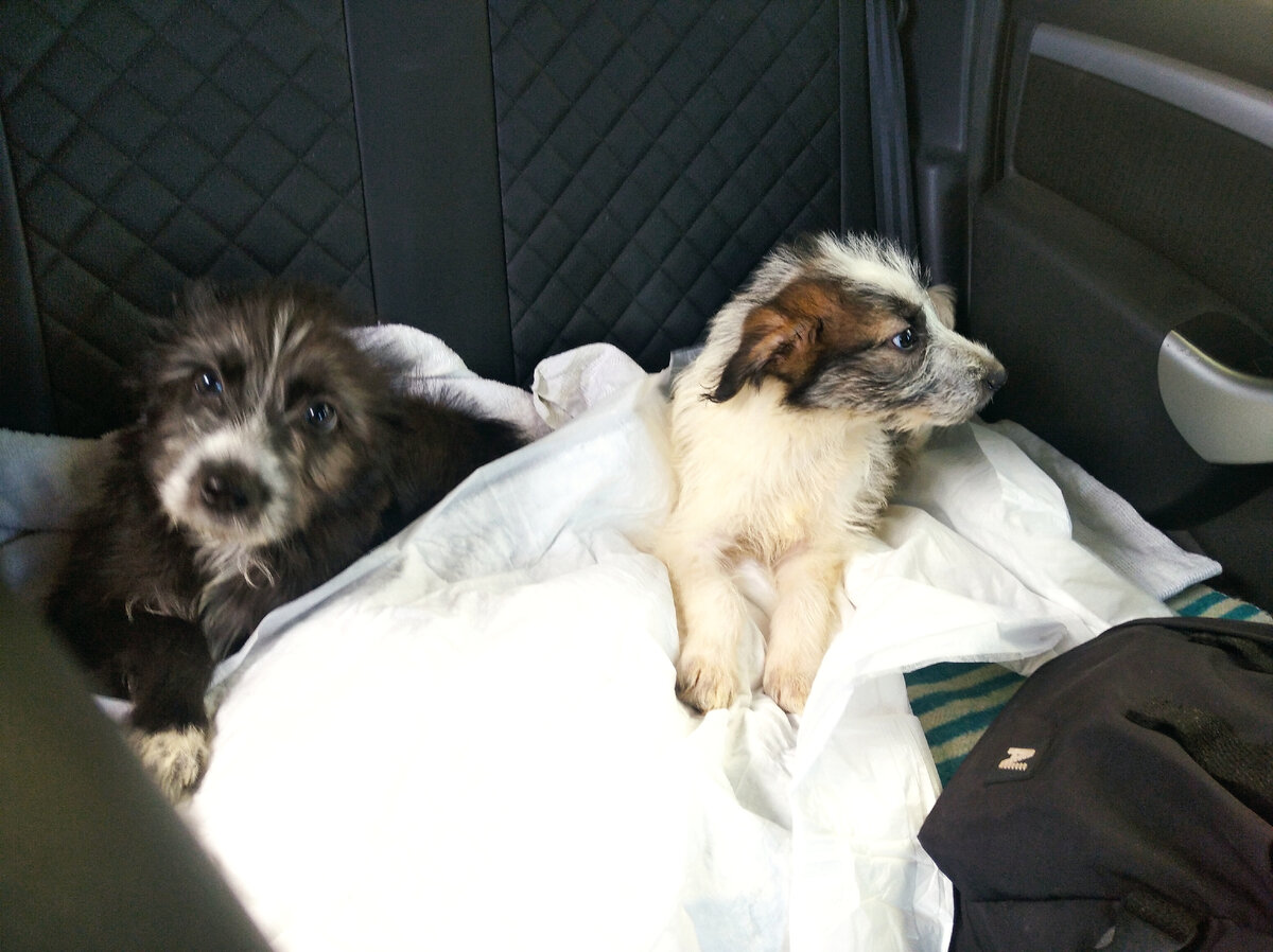 Нора и Тося