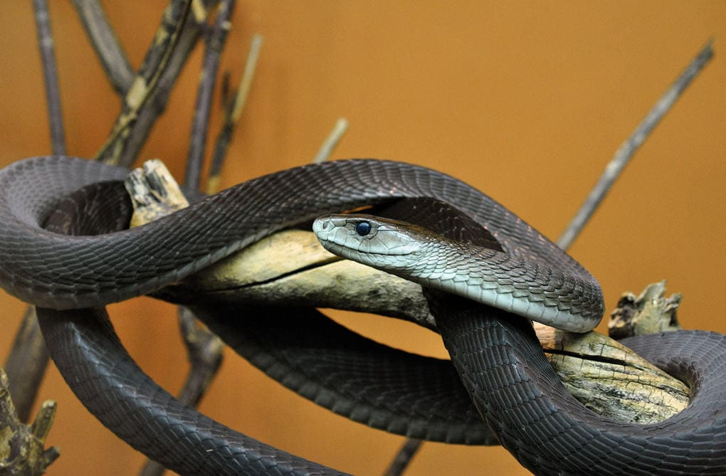 Самая быстрая змея. Чёрная мамба змея. Чёрная мамба Dendroaspis polylepis. Ядовитая змея черная мамба. ДЕНДРОАСПИС полилепис.