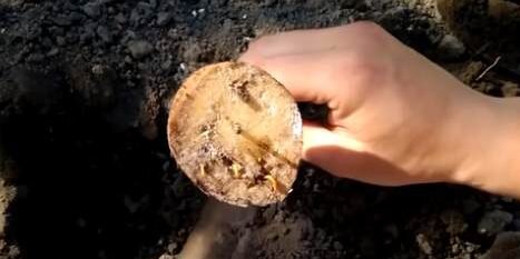 Такие ловушки можно поместить на любых грядках с вредителем не только в разгар сезона, но и ещё до посадки, а также после сбора овощей, чтобы подготовиться к следующему сезону. Кадр: Poleznoe TV / YouTube📷
